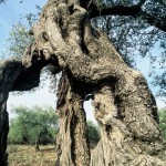 Alter Olivenbaum im Chulavalley/ Hulatal, Israel, KKL-JNF